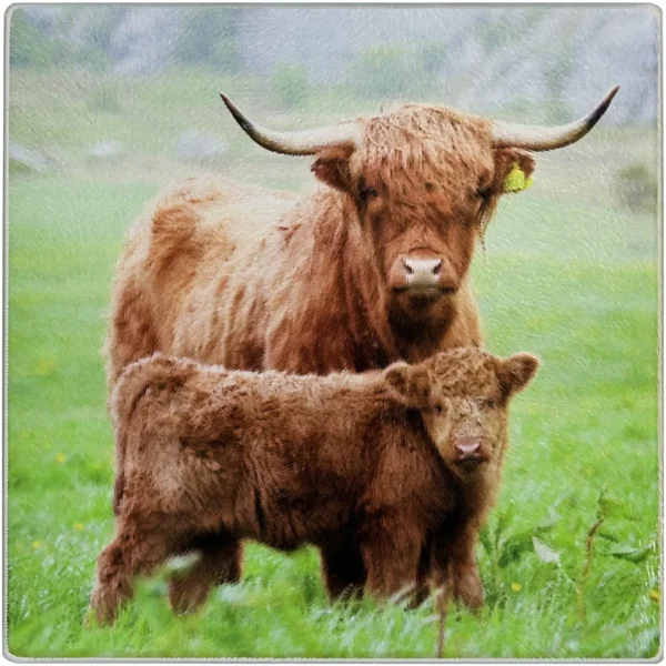 DCS0074 D&C Highland Family Glass Chopping Board 20x20cm
